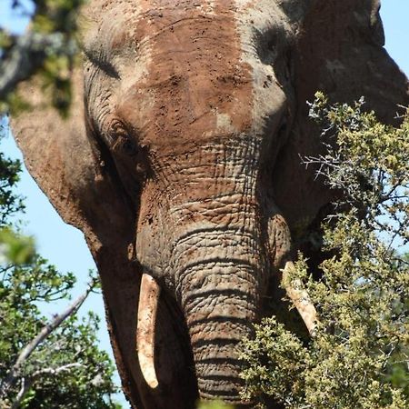 Orange Elephant Backpackers Hostel Addo Buitenkant foto