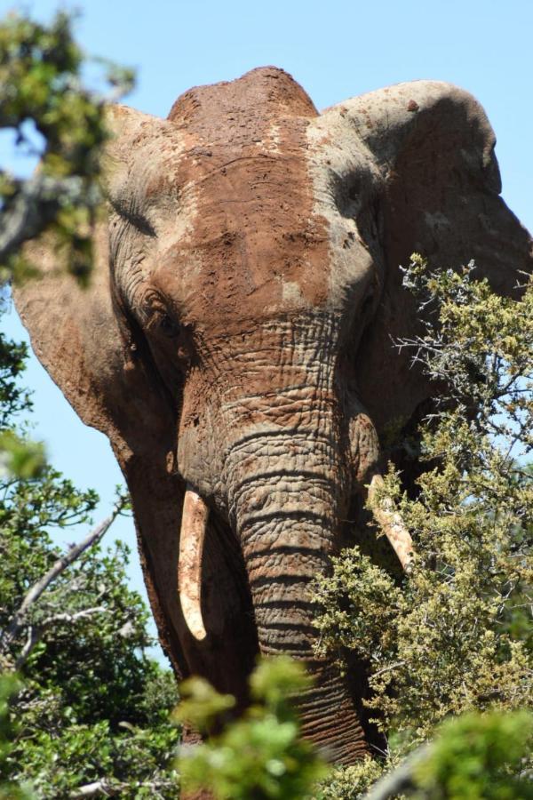 Orange Elephant Backpackers Hostel Addo Buitenkant foto